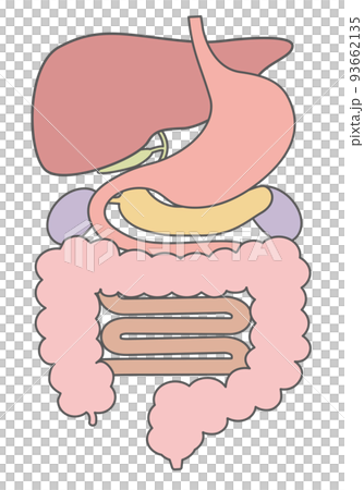 内臓_消化器系_文字なし 内臓_消化器系_文字なし 93662135