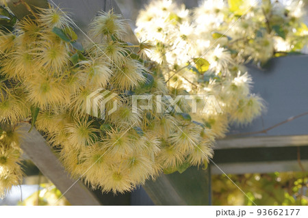 グレウィーフローラ グレウィーフローラ 93662177