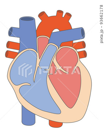 内臓_心臓 文字なし 線あり 内臓_心臓 文字なし 線あり 93662178