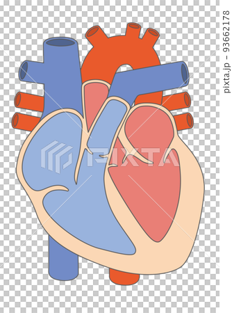 内臓_心臓 文字なし 線あり 内臓_心臓 文字なし 線あり 93662178