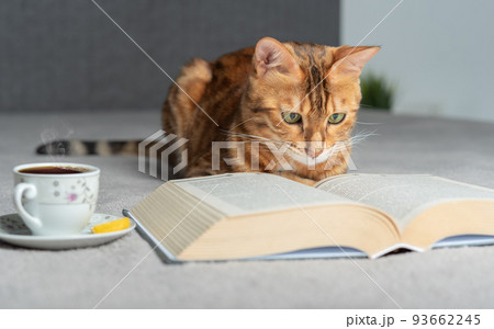 A domestic cat lies on a bed and reads a book. 93662245