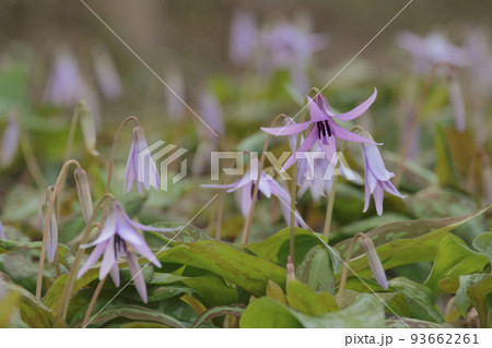 カタクリ カタクリ 93662261