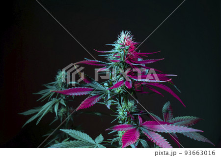 Beautiful cannabis background. Cannabis plants on black background with purple leaves 93663016