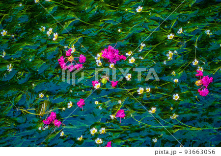 滋賀県　醒ヶ井駅　地蔵川の梅花藻 93663056