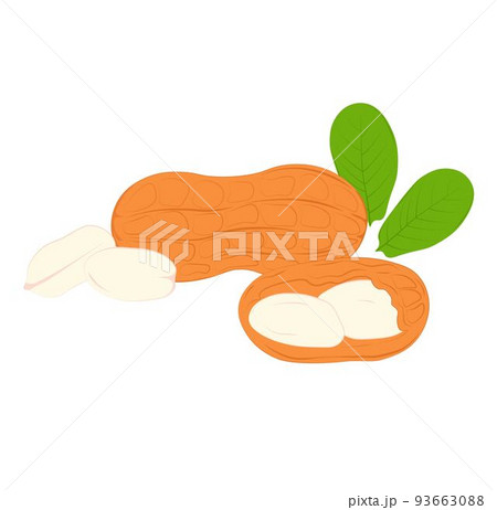 Peanuts vector stock illustration. A nut in a shell. Sweet dessert, peanut butter. Protein. Isolated on a white background. 93663088