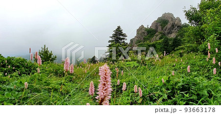 山 花 風景 93663178