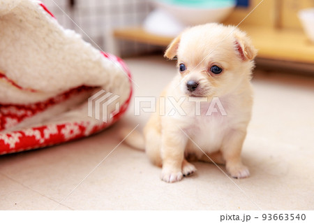 仔犬 93663540