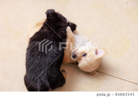 仔犬 仔犬 93663545