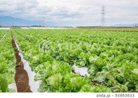 夏のレタス畑【塩尻市洗馬】 93663633