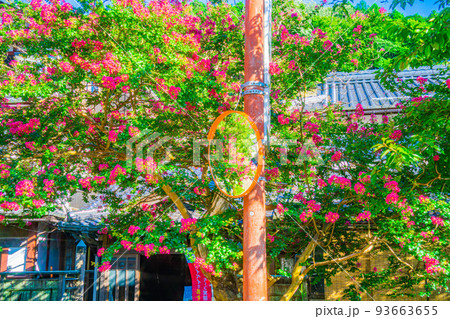 ピンクの花が咲いている風景　滋賀県　 93663655