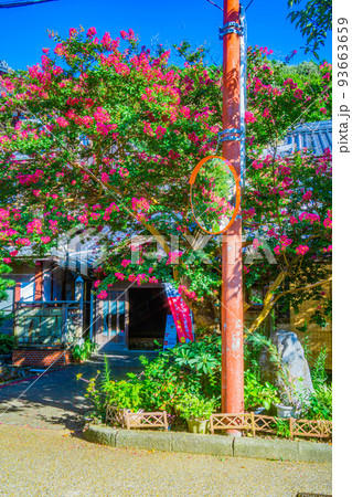 ピンクの花が咲いている風景　滋賀県　 93663659