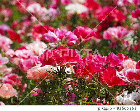 カラフルなゴデチアの花 93665161