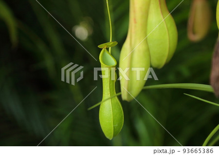 ウツボカズラ 93665386