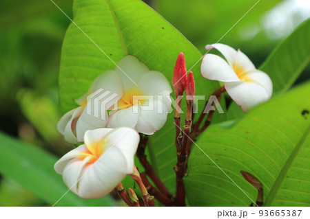 プルメリア ミニホワイト プルメリア ミニホワイト 93665387