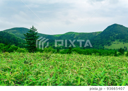 landscape at the bottom of the Golovnin volcano caldera on Kunashir Island landscape at the bottom of the Golovnin volcano caldera on Kunashir Island 93665407