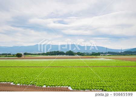 夏のレタス畑【塩尻市洗馬】 93665599
