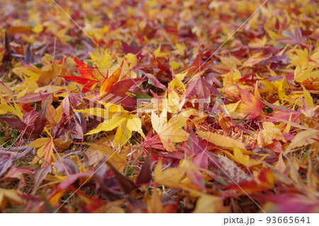 地面に落ちた紅葉 93665641