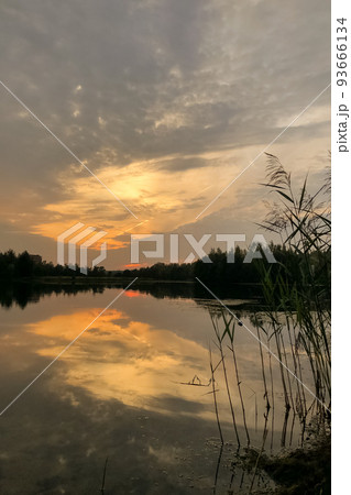 Reed grass silhouettes at lake shore against dramatic sunset sky summer landscape Reed grass silhouettes at lake shore against dramatic sunset sky summer landscape 93666134