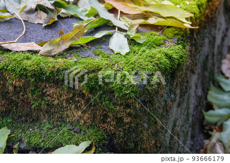Moss grows in forest, green background of lush moss, selective focus. Sunlight. Spring Wildlife and ecology, closeup. Moss grows in forest, green background of lush moss, selective focus. Sunlight. Spring Wildlife and ecology, closeup. 93666179