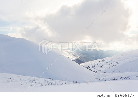 Frozen snow-covered fir forest after snowfall and gray sky in haze at winter day. Carpathian Mountains, Ukraine Frozen snow-covered fir forest after snowfall and gray sky in haze at winter day. Carpathian Mountains, Ukraine 93666377
