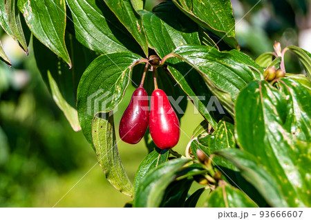Photography to theme beautiful grow berry dogwood on background summer leaves 93666607