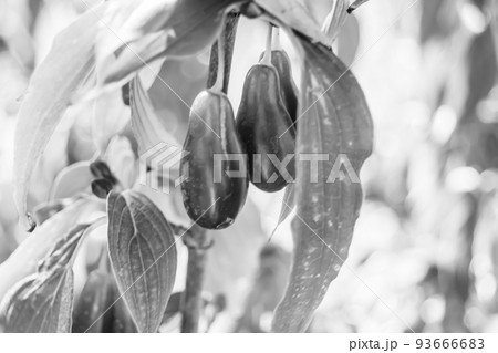 Photography to theme beautiful grow berry dogwood on background summer leaves Photography to theme beautiful grow berry dogwood on background summer leaves 93666683