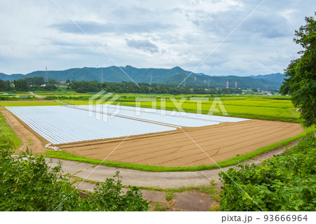 マルチングされた畑と水田【塩尻市洗馬】 マルチングされた畑と水田【塩尻市洗馬】 93666964
