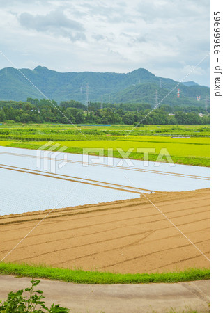 マルチングされた畑と水田【塩尻市洗馬】 マルチングされた畑と水田【塩尻市洗馬】 93666965