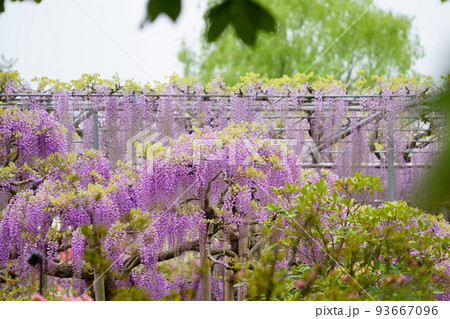 あしかがフラワーパーク　藤の花 93667096