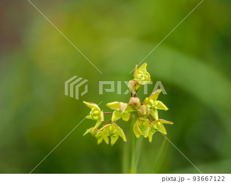 自生するスズサイコの花 自生するスズサイコの花 93667122