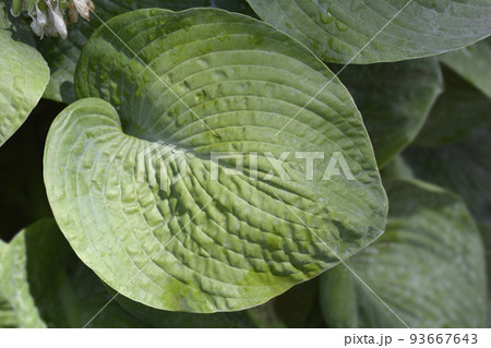 Plantain lily Elegans 93667643