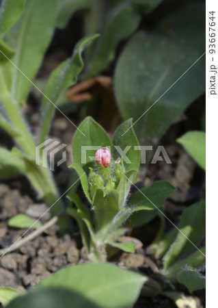 Red lungwort 93667644