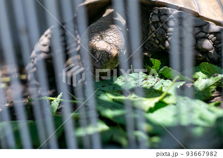 ケヅメ陸ガメ ヘルマンリクガメ 陸亀 ケヅメ陸ガメ ヘルマンリクガメ 陸亀 93667982