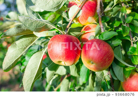収穫前のりんご さんさ 収穫前のりんご さんさ 93668076