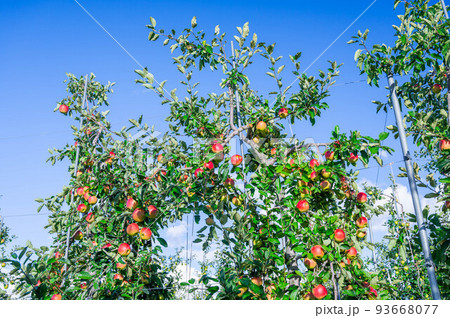 青空と林檎の木　さんさ 93668077