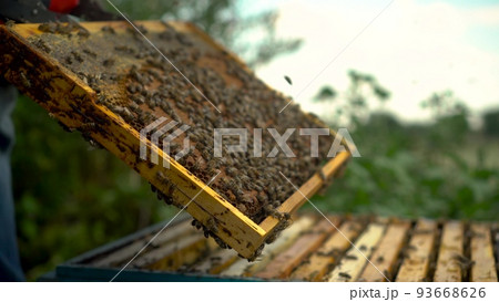 The beekeeper uses tongs to take out a frame with honeycombs from the hive. Bees on honeycomb. A man on a farm is engaged in beekeeping. Summer honey harvest. 93668626