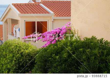 Bougainvillea bush grows next to residential buildings on the coast of Croatia. Summer landscapes in traveling journey, violet flowers. Bougainvillea bush grows next to residential buildings on the coast of Croatia. Summer landscapes in traveling journey, violet flowers. 93668715