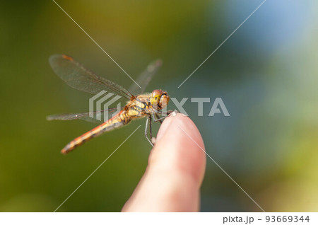 指先に止まるトンボ 93669344