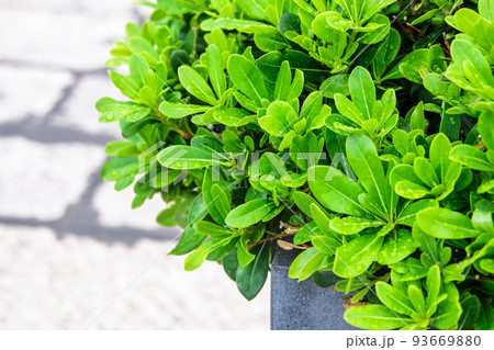 Potted decorative green plant in street in outdoor cafe on blurred background. Landscaping and decoration of city streets. Potted decorative green plant in street in outdoor cafe on blurred background. Landscaping and decoration of city streets. 93669880