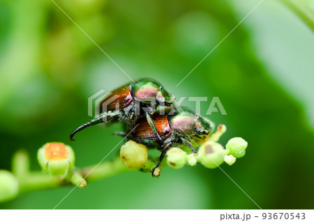 マメコガネ 93670543