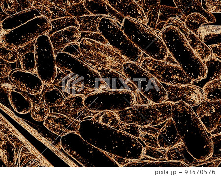 close up of 3d microscopic blue bacteria, 3D rendering Bacteria closeup, Blue virus or bacteria cells high resolution science illustration close up of 3d microscopic blue bacteria, 3D rendering Bacteria closeup, Blue virus or bacteria cells high resolution science illustration 93670576