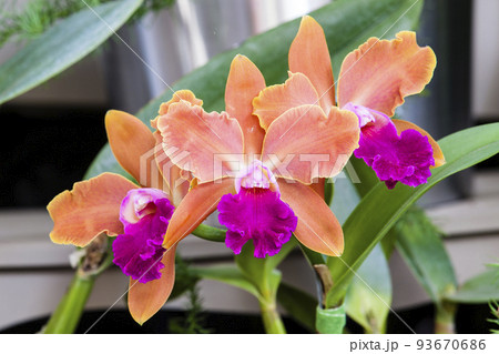 Closeup of one of the beautiful Colombian orchids 93670686