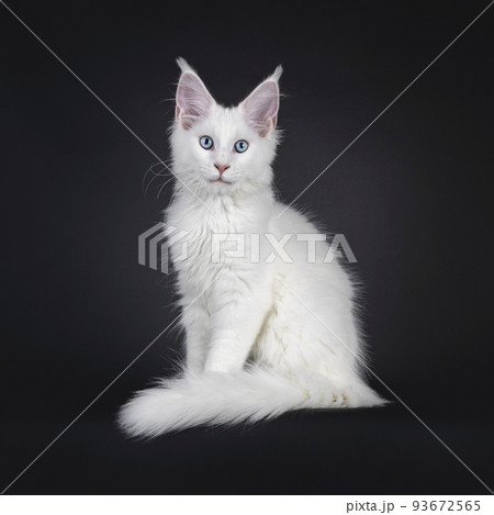 White Maine Coon cat on black background 93672565