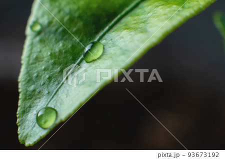 Young plants with water drops close-up. Sprouts grown at home, shoots 93673192