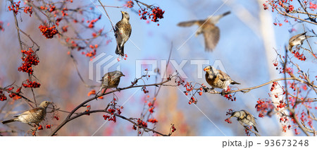 Group of birds eating  berries on rowan tree. The mistle thrush or Fieldfare (Turdus pilaris) Group of birds eating  berries on rowan tree. The mistle thrush or Fieldfare (Turdus pilaris) 93673248