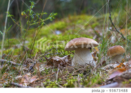 season two porcini white mushrooms grow in forest 93673488