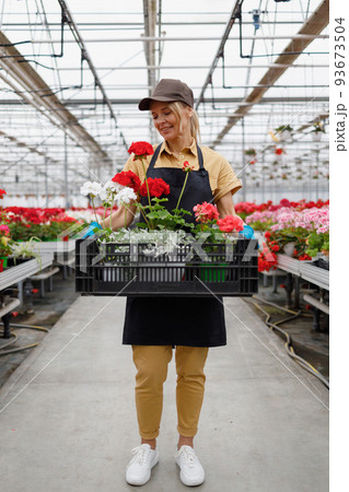 Female greenhouse worker carries a box full of colorful flowers 93673504