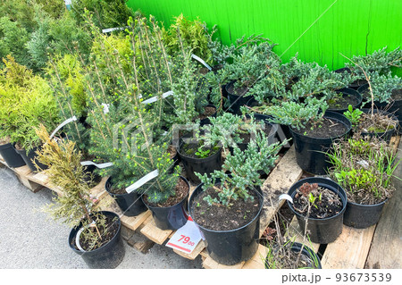 Bushes of green juniper in black pots offered for sale. Trees and plants in garden market. Garden shop. Bushes of green juniper in black pots offered for sale. Trees and plants in garden market. Garden shop. 93673539