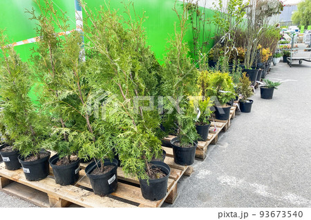 Garden shop. Bushes of green juniper in black pots offered for sale. Trees and plants in garden market. 93673540