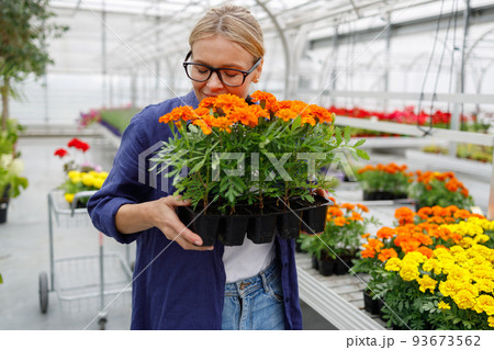 Cute woman sniffing fresh fragrant marigold flowers while shopping in greenhouse 93673562